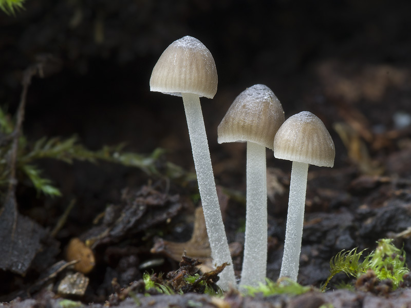 Mycena hiemalis